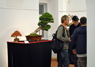 bonsai es suiseki kiallitas bonsai es suiseki mustra erden a varosi muvelodesi hazban